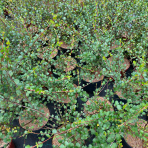 Breza trpasličia (Betula nana) - výška 50-60 cm, kont. C3L